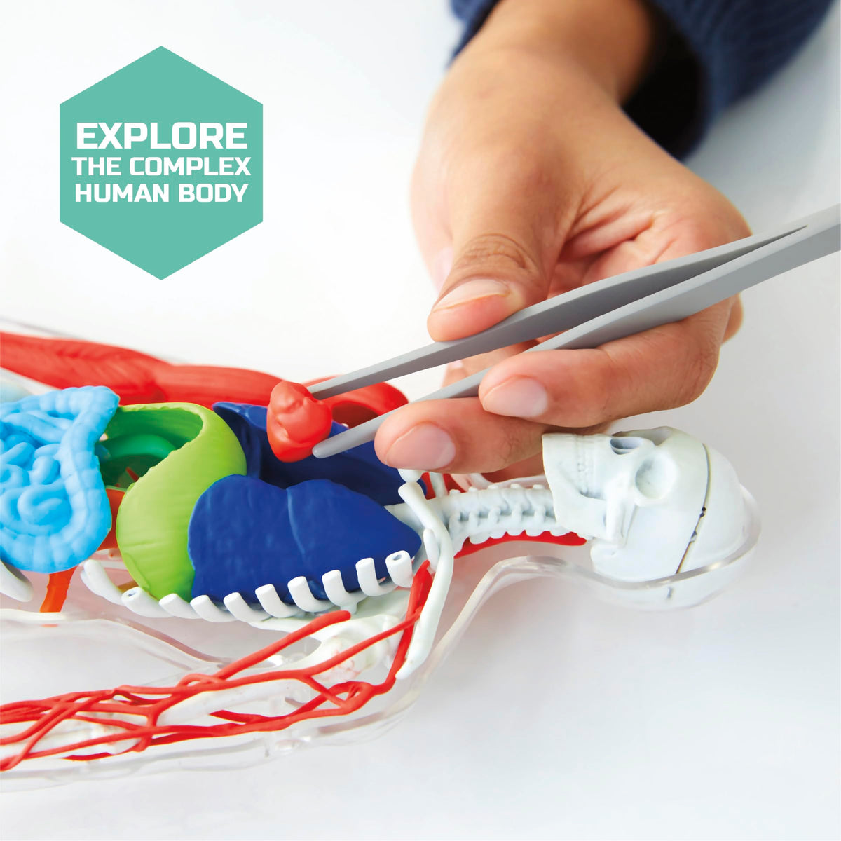 Discovery 3D anatomy kit muscles segment for kinesthetic learning and body system connections.