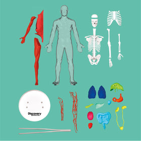 Discovery 3D anatomy kit organs set for multi-system exploration and study sessions.