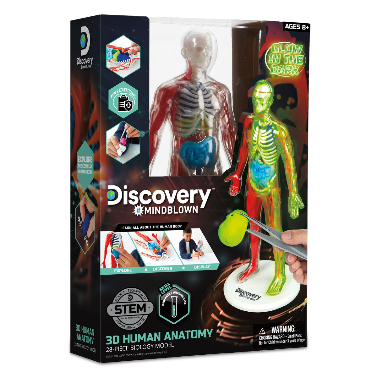 Discovery 3D anatomy kit skeleton base for easy assembly and durable classroom use.