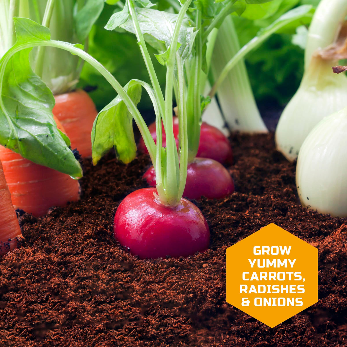 Discovery Veggie Garden growing carrots radishes onions demonstrates root-to-shoot development.
