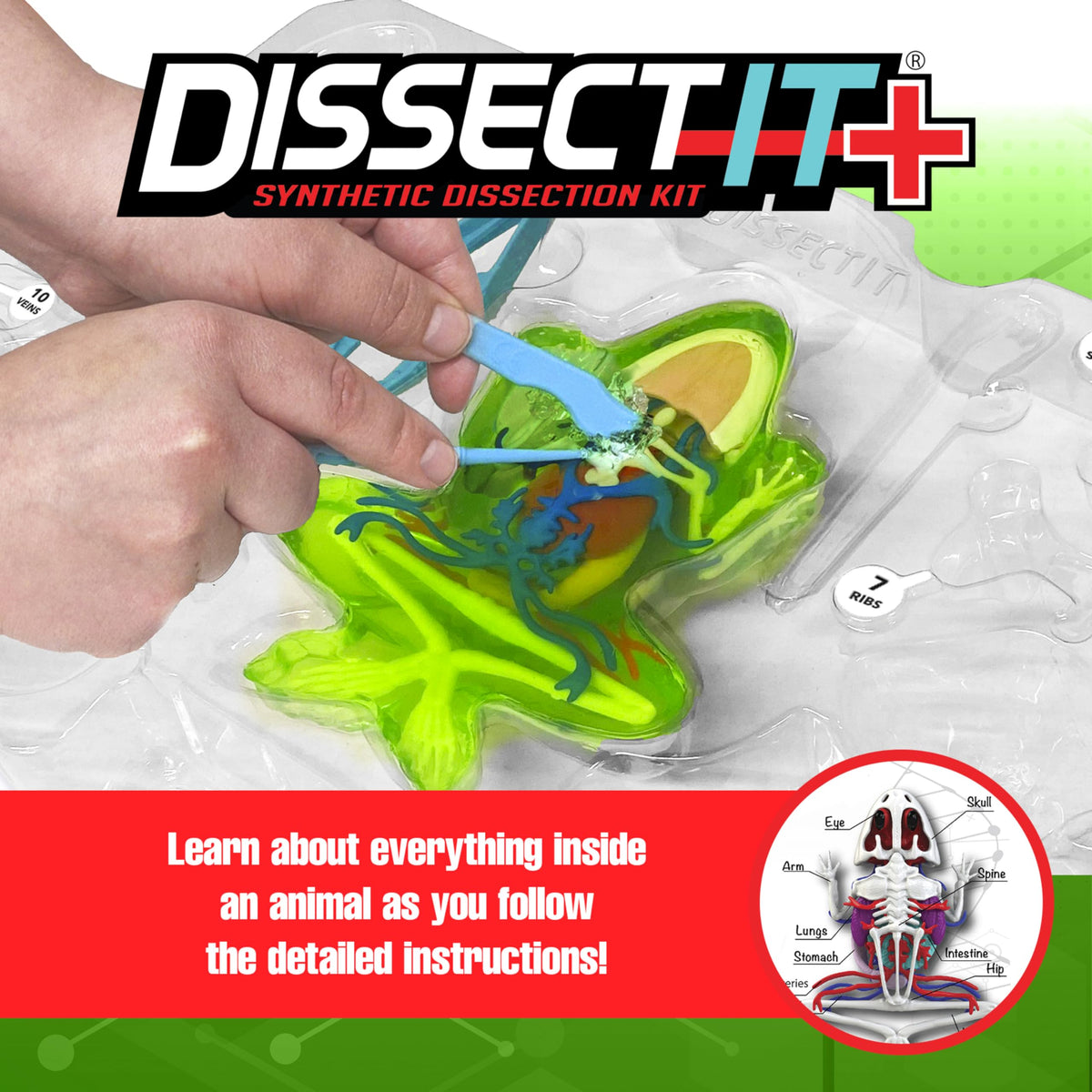Dissect It synthetic gel material is odor-free and kid-safe.
