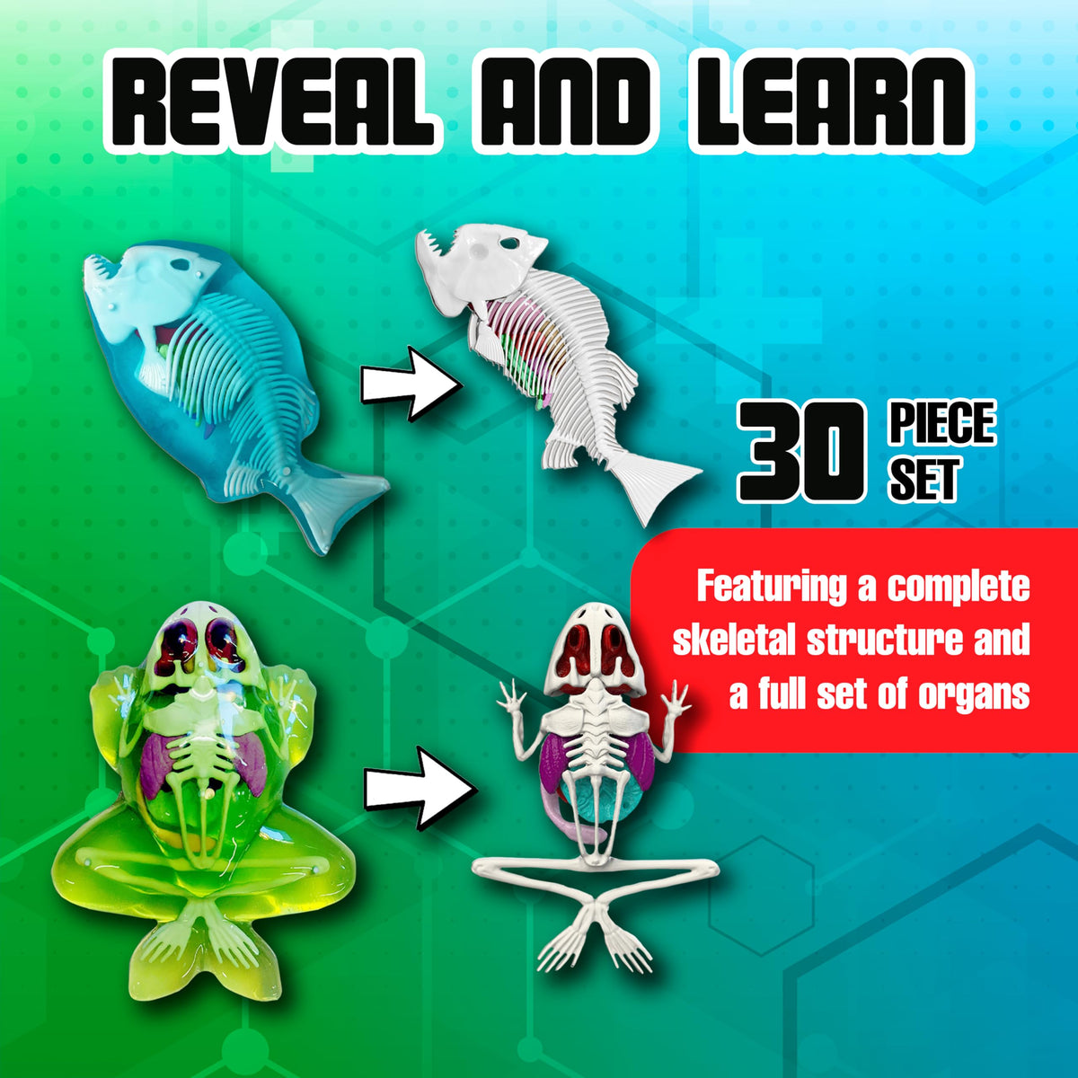Dissect-It Mega Lab plastic tools for precise, mess-free exploration.