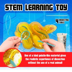 Dissect It rattlesnake guide offers full-color instructions for guided learning.