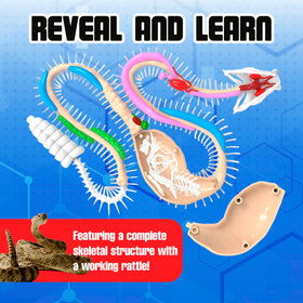 Dissect It rattlesnake tools set with four safe instruments.