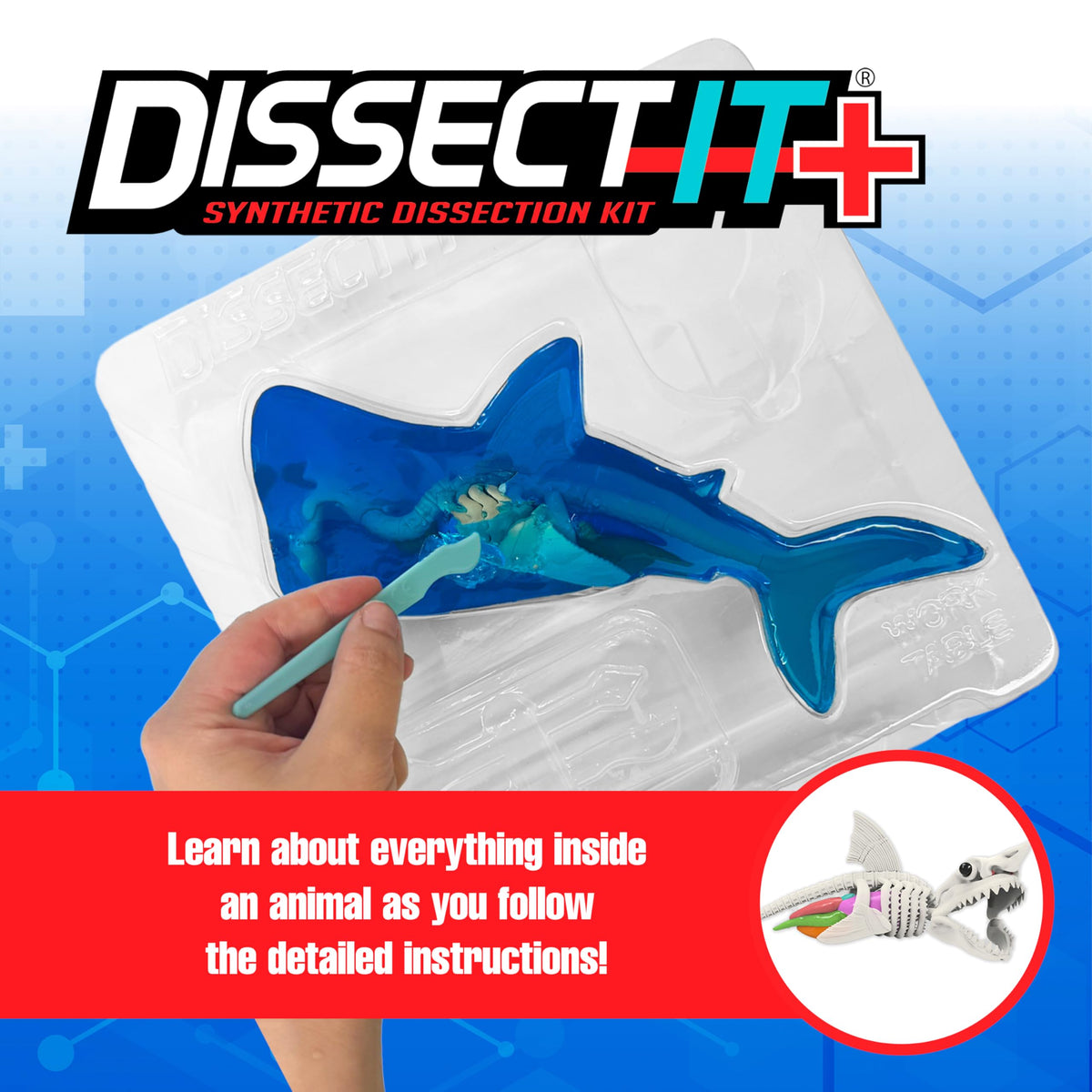 Dissect-It Super Shark Lab 40-piece skeleton reveals detailed marine anatomy.