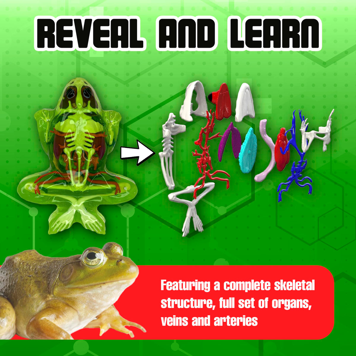 Dissect-It instruction-manual guides learners through each step for clear study.