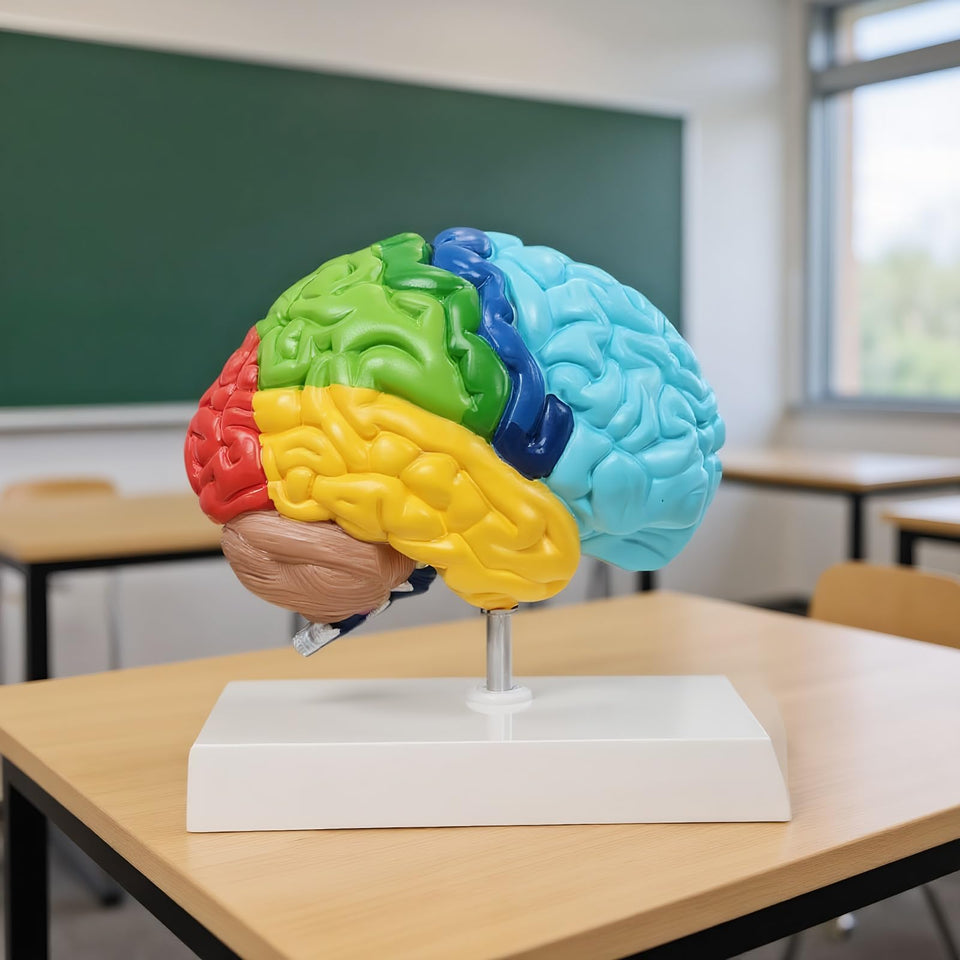 Dranvosk brain model front view for classroom demonstrations and anatomy study