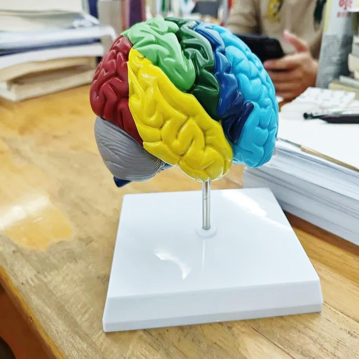 Dranvosk Life Size Brain Anatomy Model — Colored Teaching Tool for Cla ...