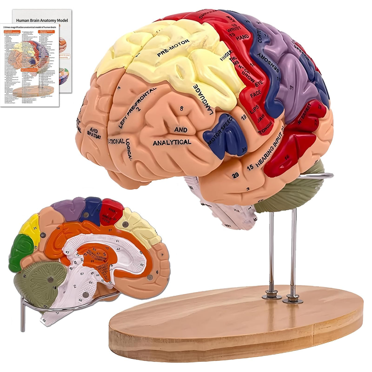 DSFGFRR brain model 2X life-size shows key structures for labs and classrooms clearly.