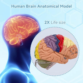 DSFGFRR brain model 4-part detachable aids hands-on anatomy exploration.