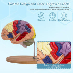 DSFGFRR 2X-scale brain stands with a weighted oak base for stable display.