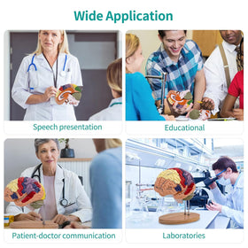 DSFGFRR teaching kit blends model, guide, and stand for comprehensive lessons.