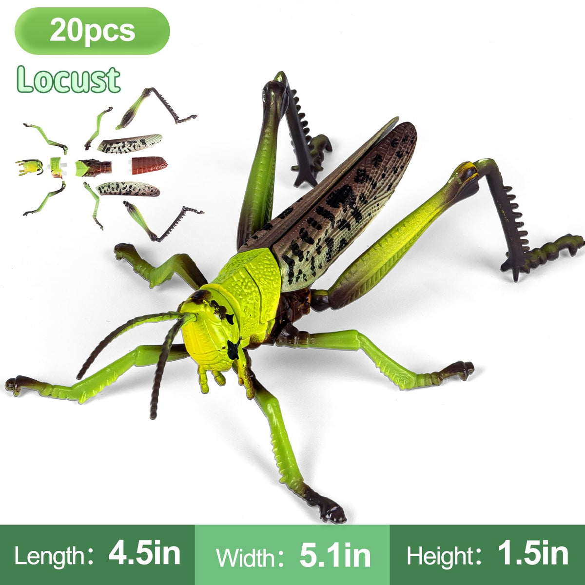 ECOHDT ant-model-assembly-steps supports step-by-step building and fine motor practice.