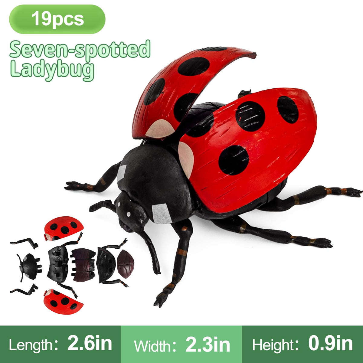 ECOHDT beetle-model-texture-closeup shows realistic surface detail for tactile learning.