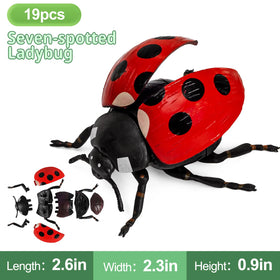 ECOHDT beetle-model-texture-closeup shows realistic surface detail for tactile learning.