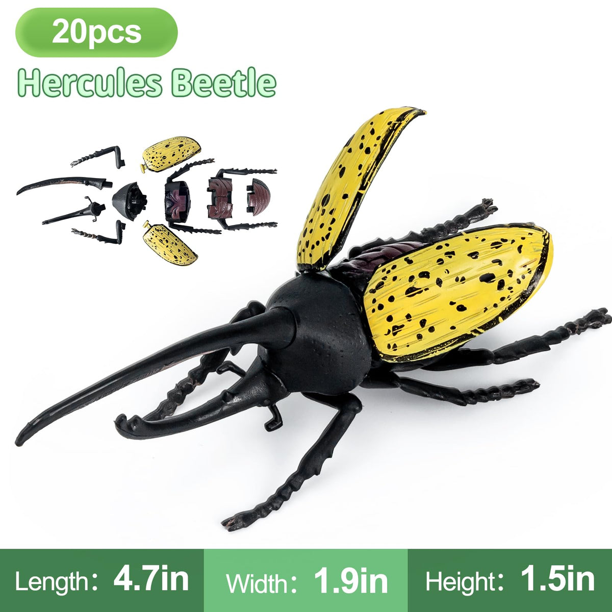 ECOHDT dragonfly-replica-wings demonstrates accurate wing structure for observation.