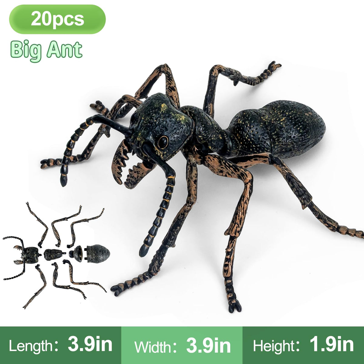 ECOHDT insect-knowledge-booklet-inside accompanies models with kid-friendly facts.