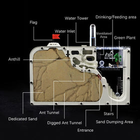 ELNMLHT Ant Farm Castle digging area shows tunnel activity.