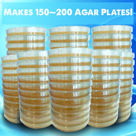 Evviva Nutrient Agar petri dishes pour showing DIY plate pouring for experiments.