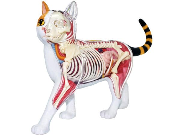Famemaster 4D Vision Calico Cat Anatomy Model with detachable organs for hands-on study