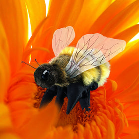 Folkmanis Honey Bee hand puppet wings wiggle for interactive storytelling.