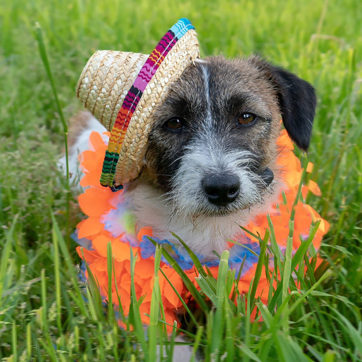 Frcctre mini sombrero as a photo prop for festive shoots.