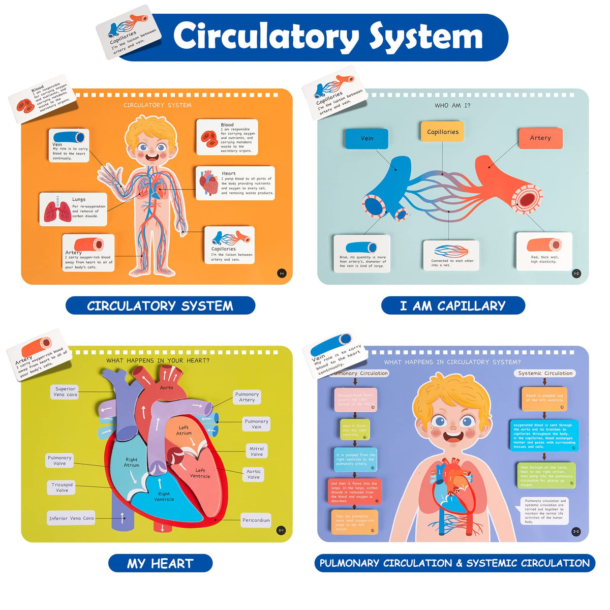Freebear Busy Book body systems pages for interactive learning