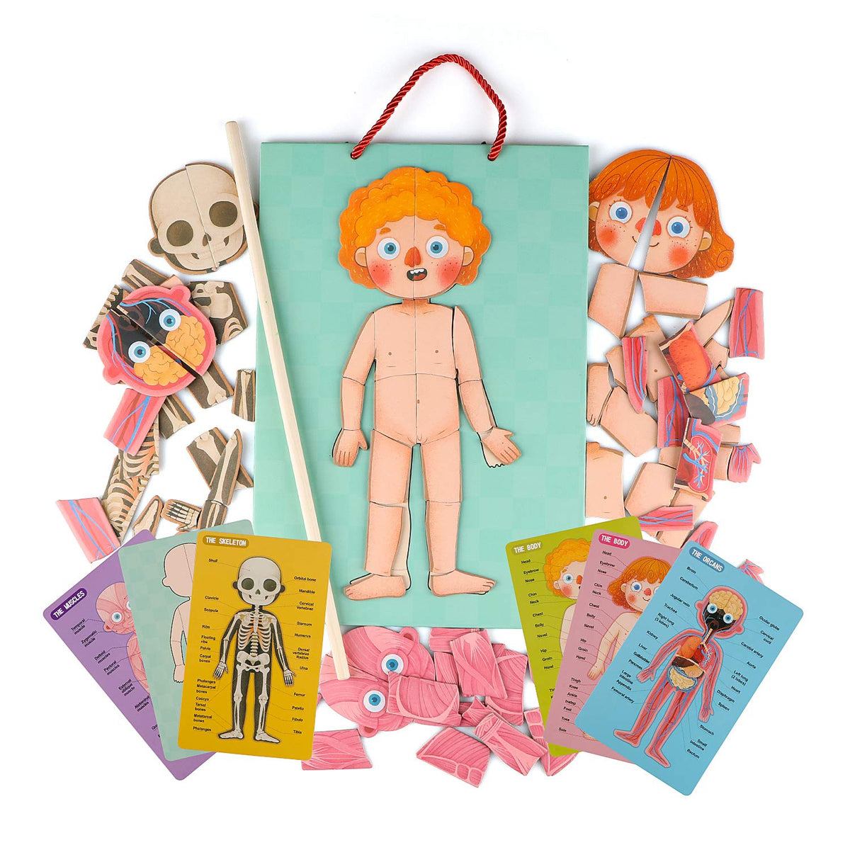 Gemileo Human Body Puzzle Girl Parts: kid-friendly anatomy play promotes body awareness