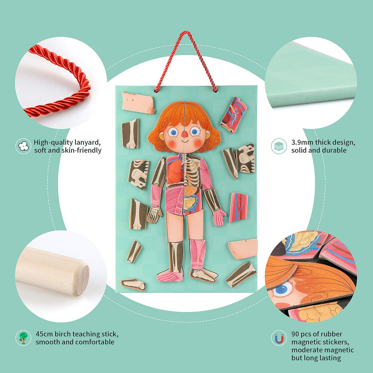Gemileo Human Body Puzzle Muscles Pieces: feel tension and connection during play