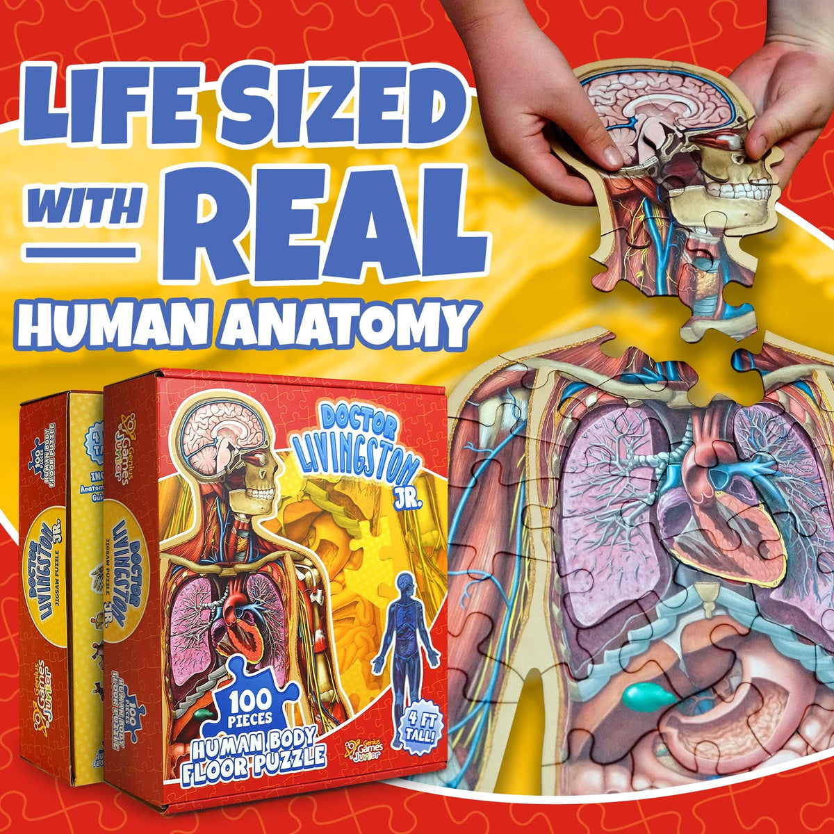 Dr Livingston Jr 4ft puzzle by Genius Games highlighting organ shapes for hands-on exploration