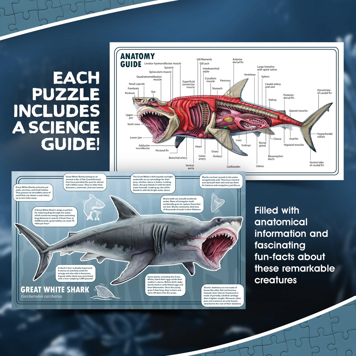 Genius Games Mesa Schumacher illustration provides scientifically accurate anatomy visuals.