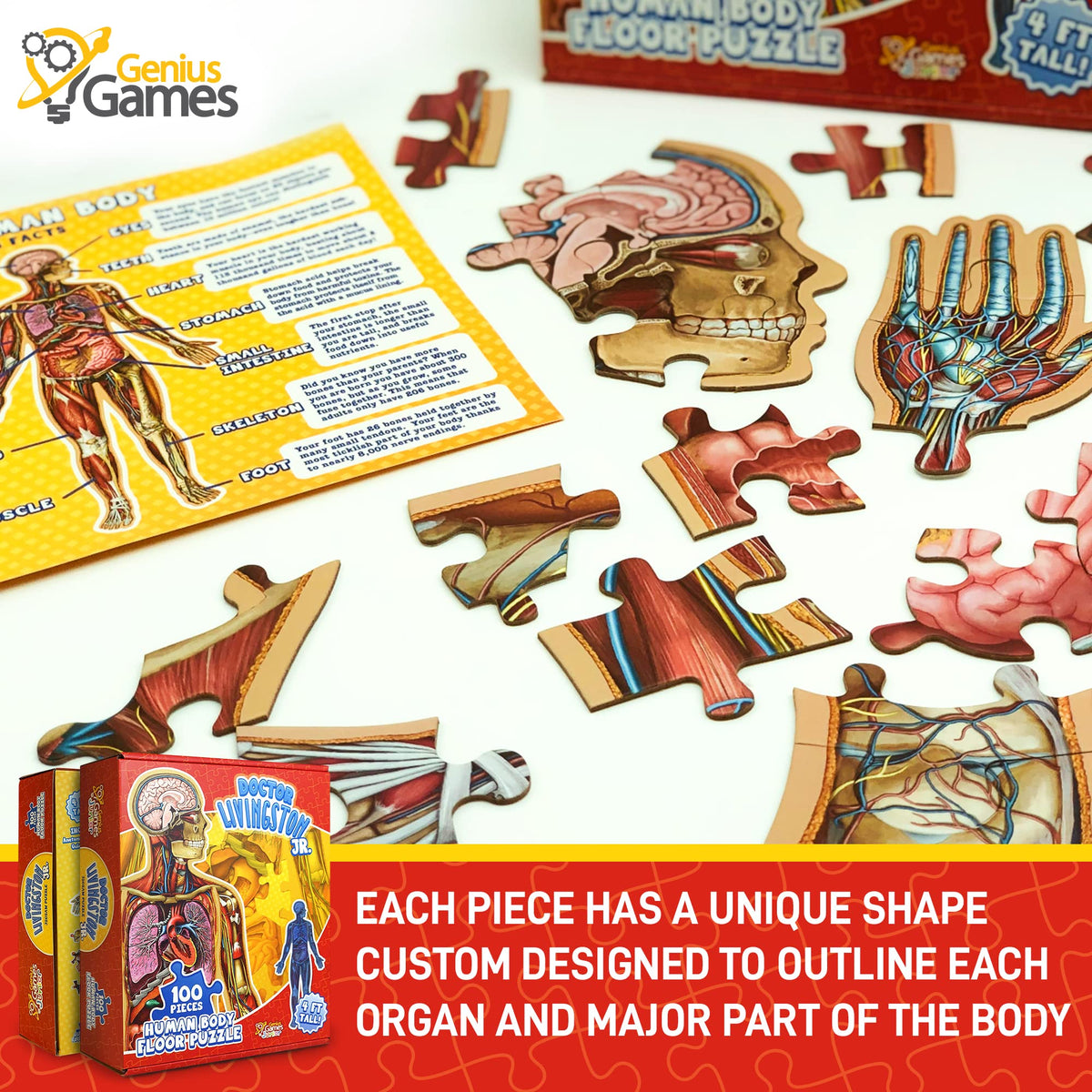 Colorful organs and body parts guide helps recognition during assembly