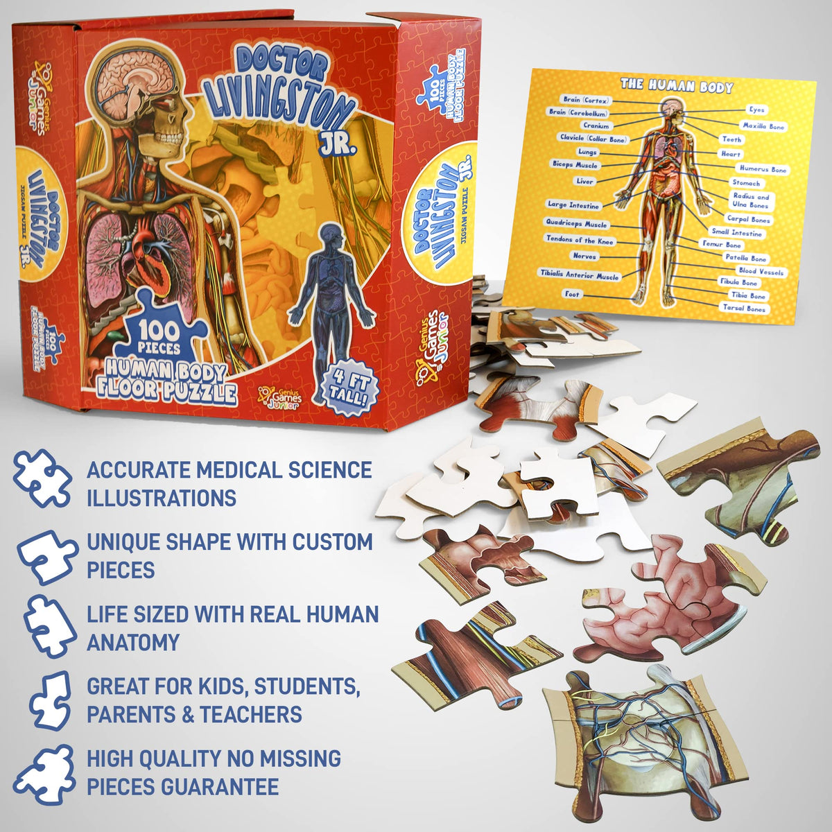 Family learning scene with the Genius Games anatomy puzzle as teaching tool