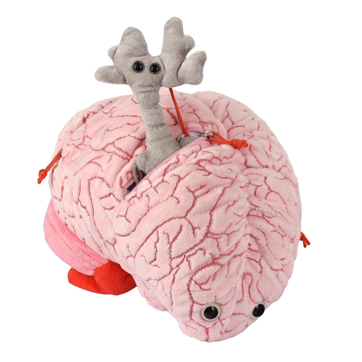 GIANTMICROBES Deluxe brain plush decor for office or classroom displays