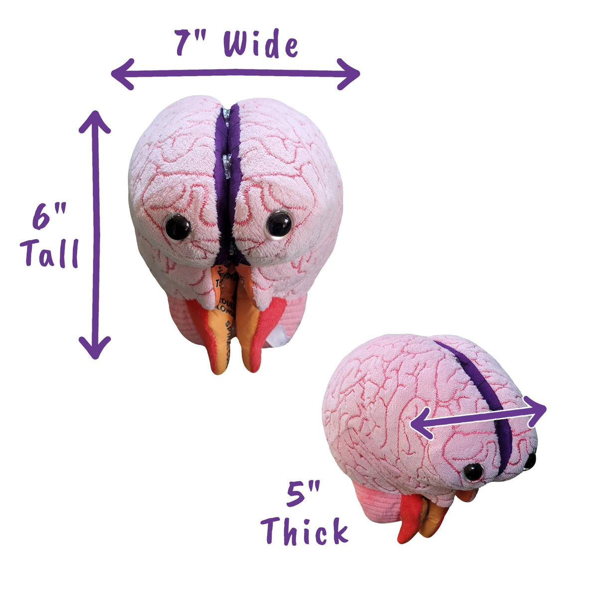 GIANTMICROBES Brain Model colorful artwork aids visual learning and quick reference