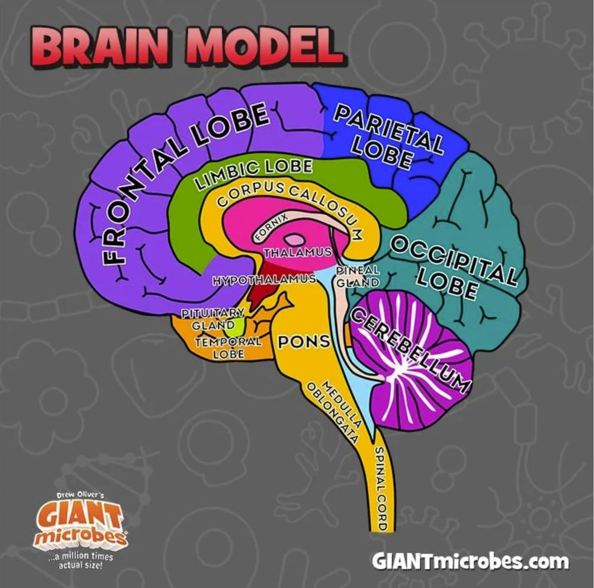 GIANTMICROBES Brain Model durable materials ensure long-lasting educational use