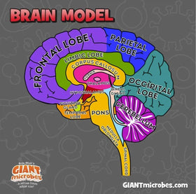 GIANTMICROBES Brain Model durable materials ensure long-lasting educational use