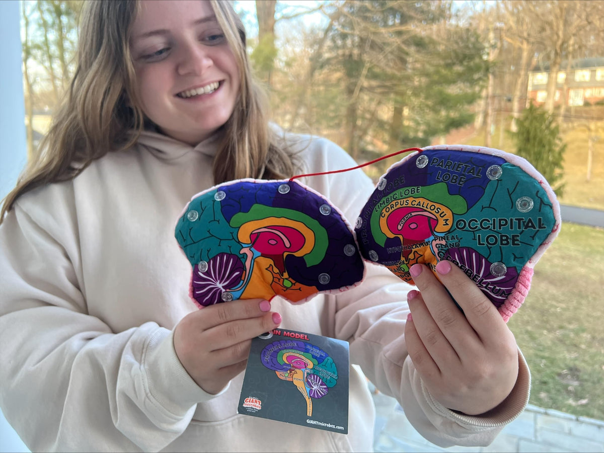 GIANTMICROBES Brain Model educational diagram accompanies the toy for study support