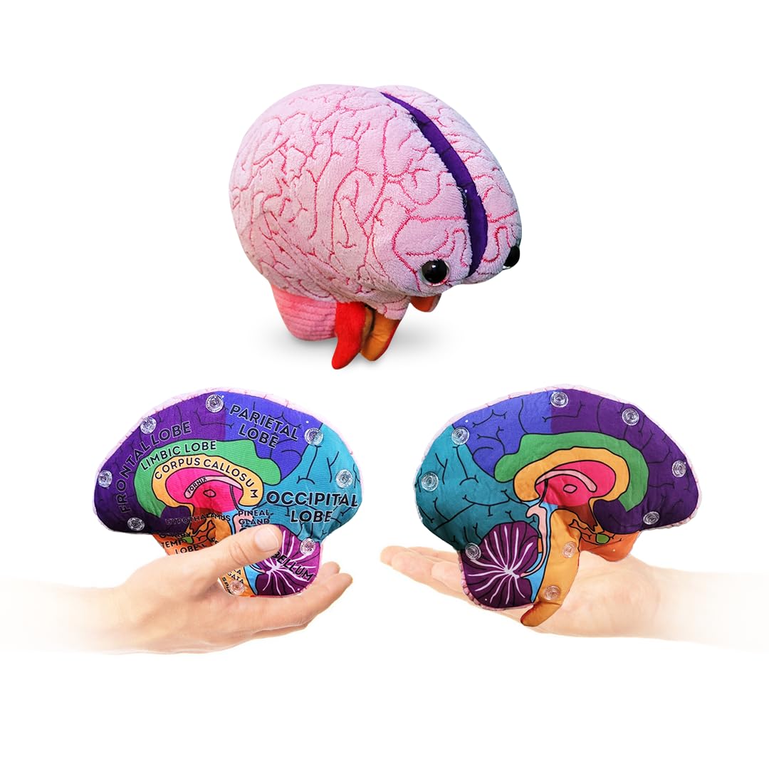 GIANTMICROBES Brain Model front view shows essential brain parts for classroom learning