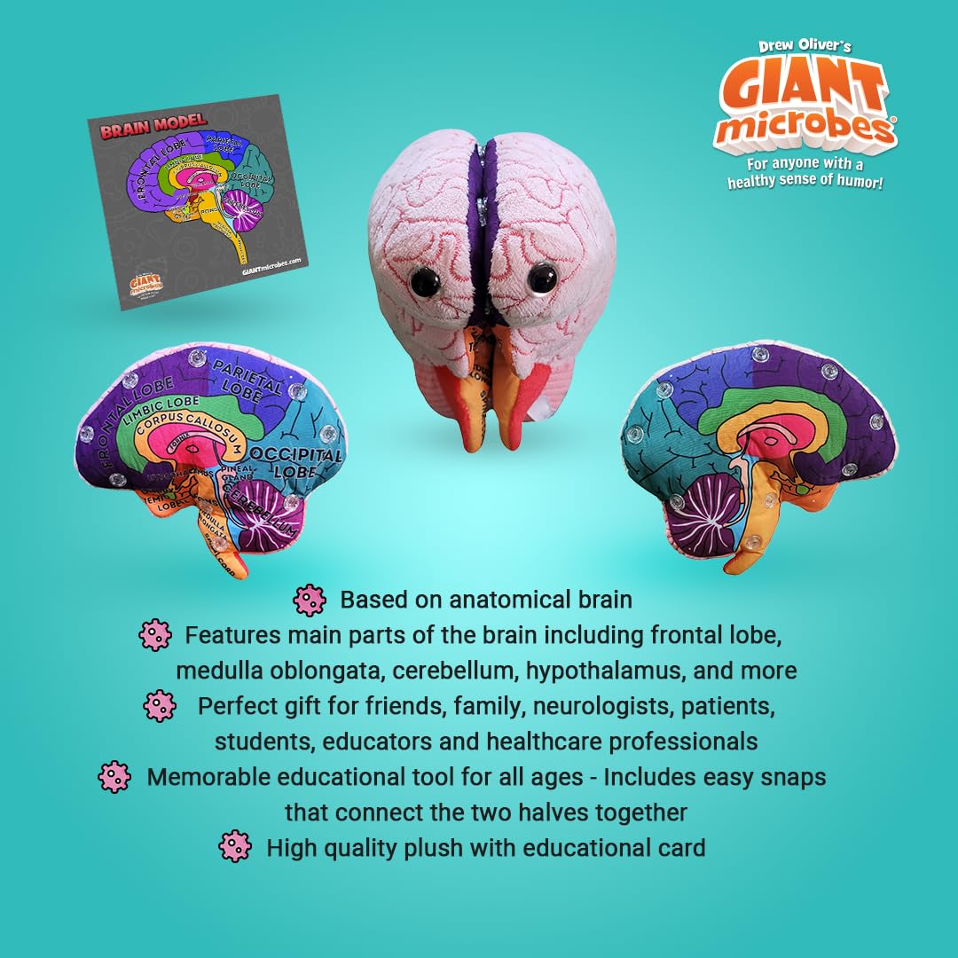 GIANTMICROBES Brain Model halves connected for clear anatomy demonstrations