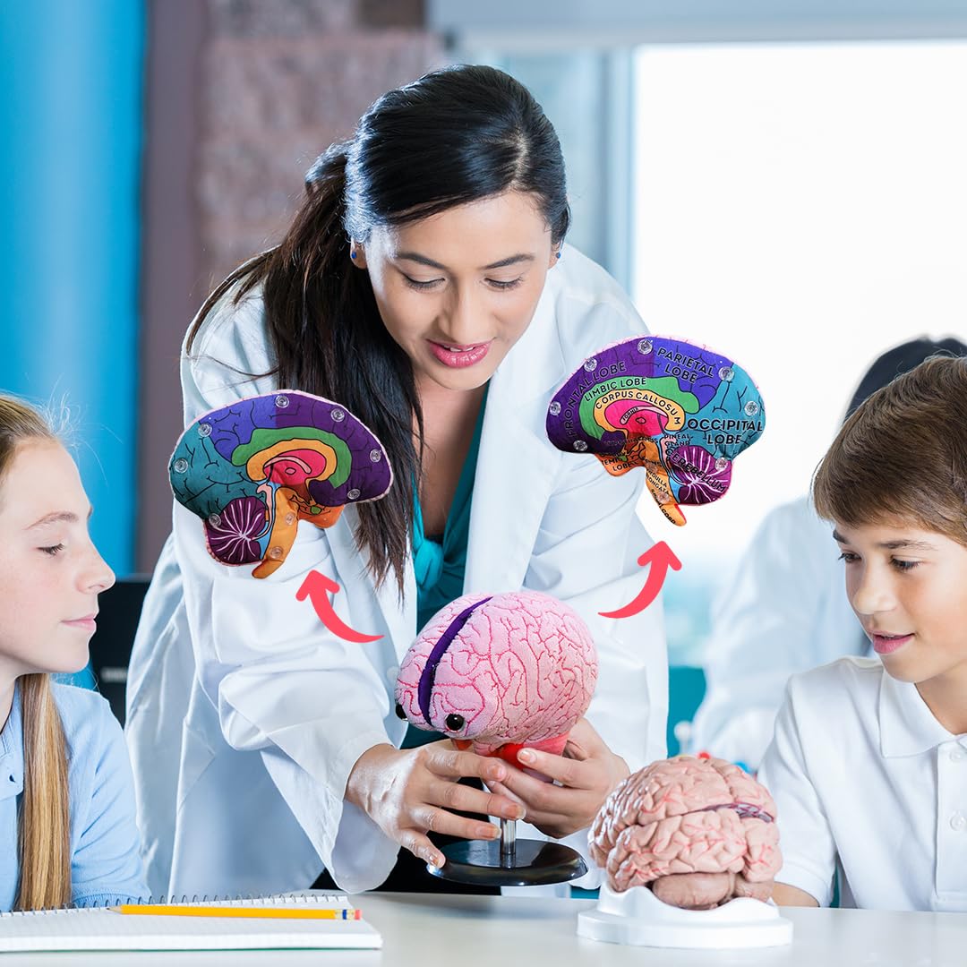 GIANTMICROBES Brain Model 7-inch size fits desks and shelves for easy access