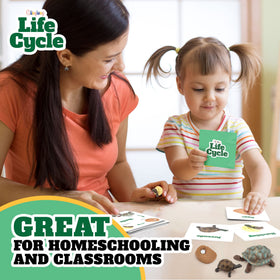 GLINGLONG Life Cycle Animal Kit butterfly figure illustrates life cycle stages for learners.
