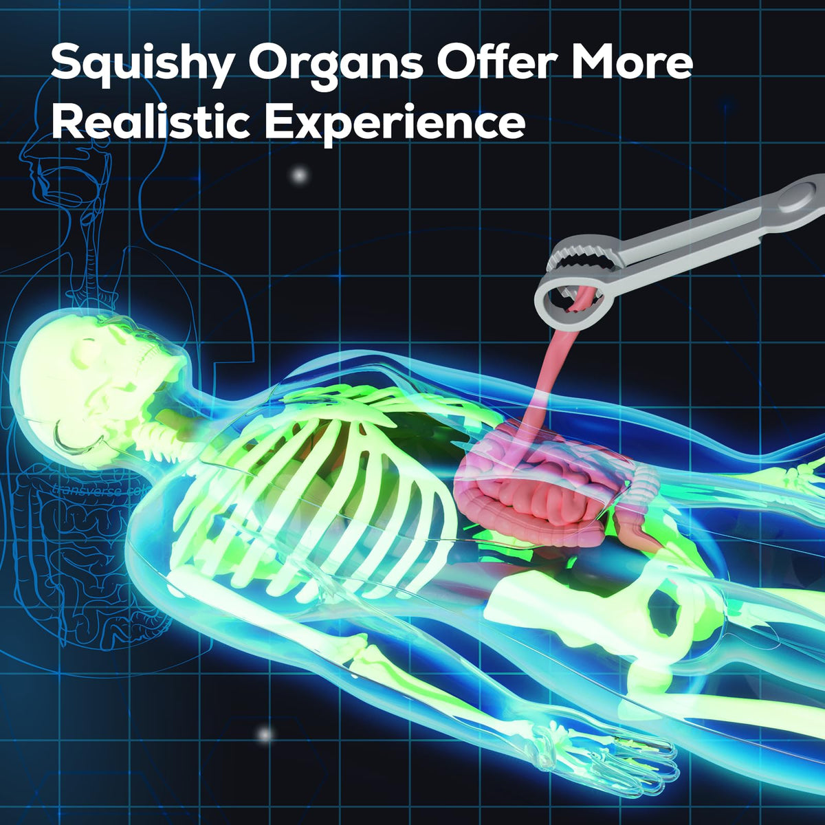 GobiDex 12.6-inch height model demonstrates anatomy in a clear, standalone form.