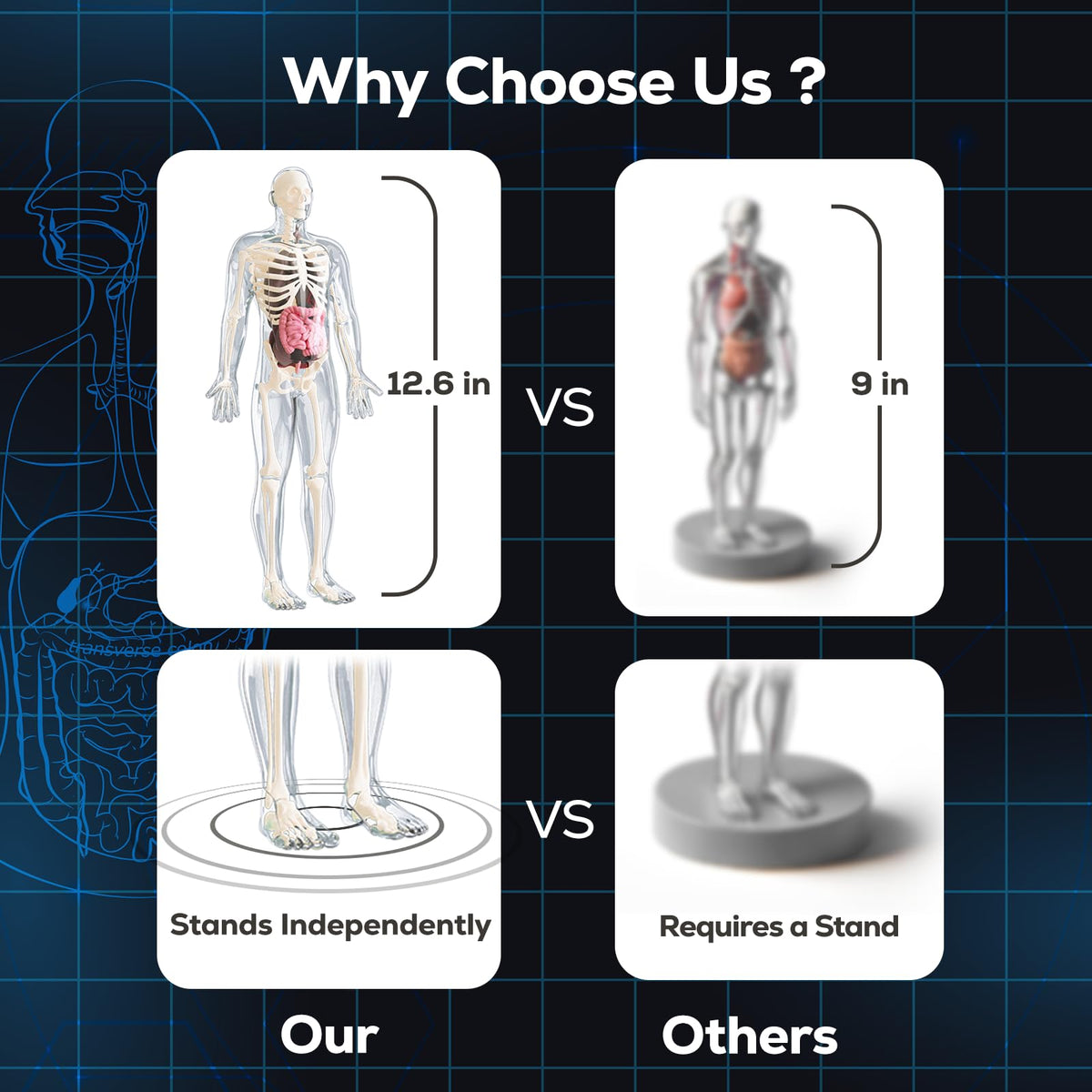 GobiDex 40-piece STEM kit supports comprehensive exploration of bones, muscles, and organs.