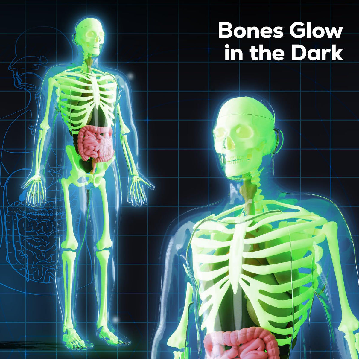 GobiDex glow-in-the-dark bones offer engaging nighttime study and visual cues.
