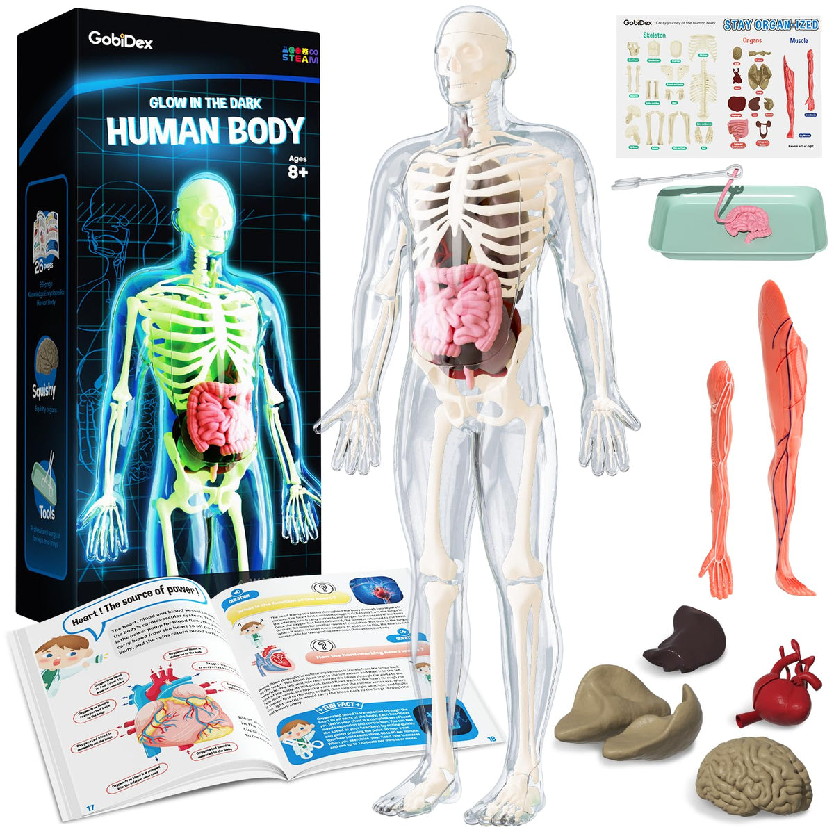 GobiDex skeleton assembly parts for hands-on anatomy exploration and classroom-friendly setup.