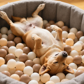 GOGOSO ball pit balls: ideal for tents, pools, playhouses, and parties.