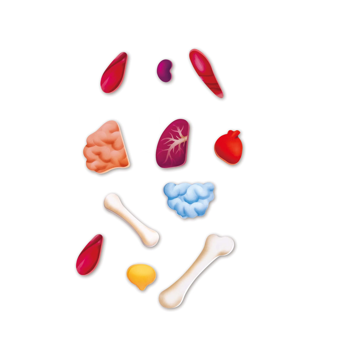 Hape Human Body Puzzle designed for ages 4 plus promotes safe, curious exploration.