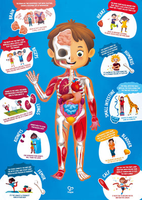 Hape Human Body Puzzle anatomy poster presents fun facts to reinforce learning during play.
