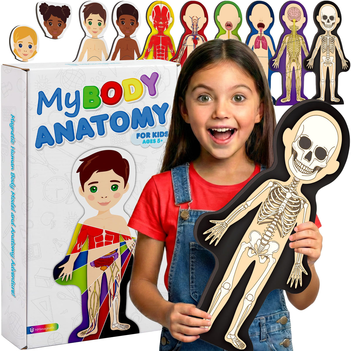 HMmagnets MyBody skeleton base shown for sturdy upfront anatomy learning